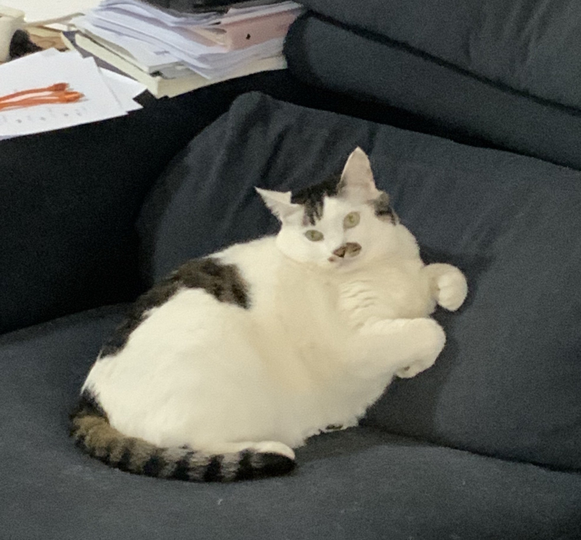 Jimmy the tuxedo cat